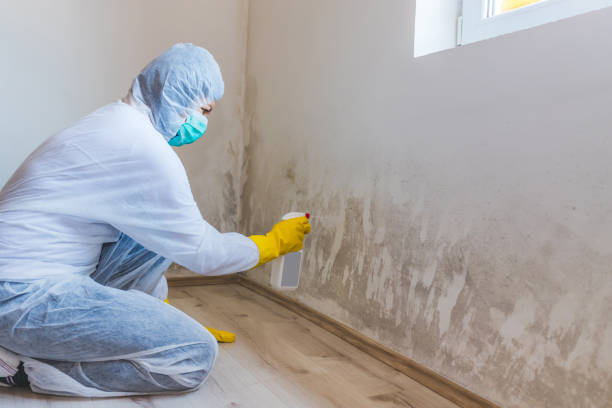 Licensed Mold Remediation service in Stanton, KY - 24 Hour Mold Removal